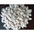 Xinjiang Brand Cheap And Good Quality Snow White Pumpkin Seeds
